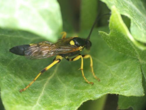 Réf. 219 328 : Ichneumon xanthorius
